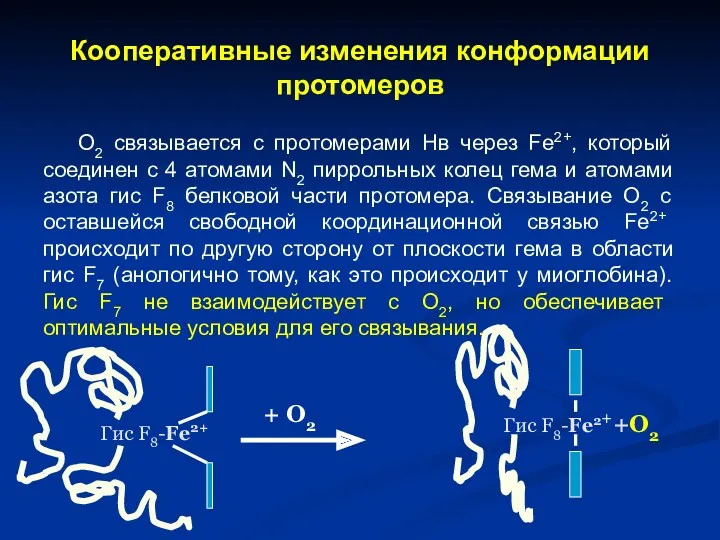 Кооперативные изменения конформации протомеров О2 связывается с протомерами Нв через