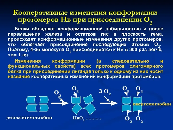 Кооперативные изменения конформации протомеров Нв при присоединении О2 Белки обладают