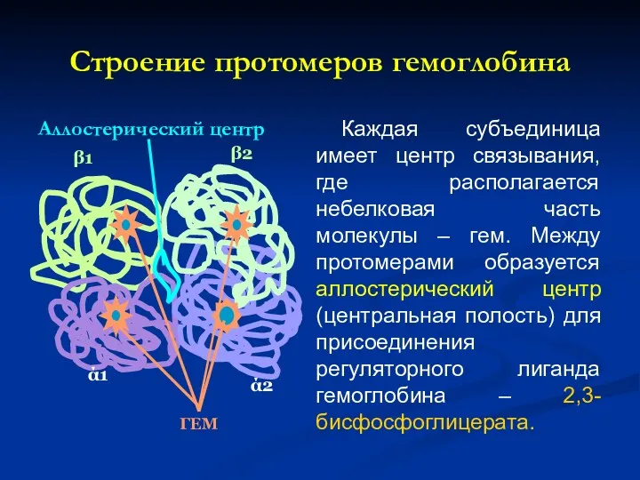 Строение протомеров гемоглобина Аллостерический центр Каждая субъединица имеет центр связывания,