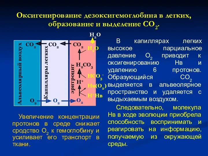 Оксигенирование дезоксигемоглобина в легких, образование и выделение СО2. Увеличение концентрации
