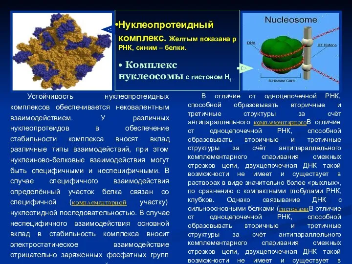 Нуклеопротеидный комплекс. Желтым показана р РНК, синим – белки. •