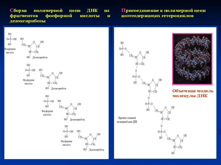 Сборка полимерной цепи ДНК из фрагментов фосфорной кислоты и дезоксирибозы