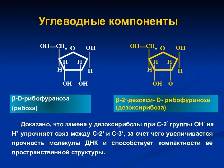 Углеводные компоненты Доказано, что замена у дезоксирибозы при С-2‘ группы