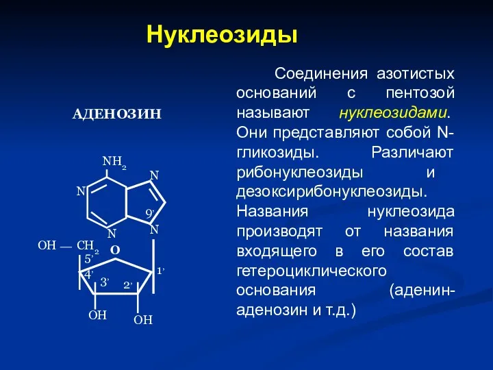 Нуклеозиды Соединения азотистых оснований с пентозой называют нуклеозидами. Они представляют