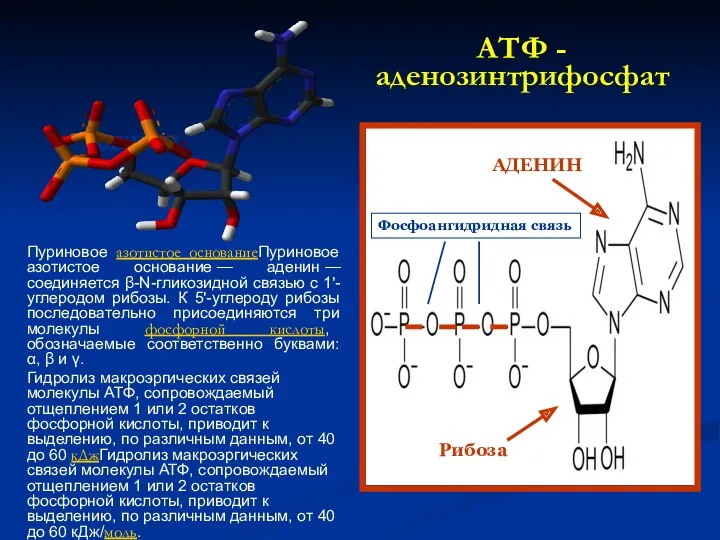 АТФ - аденозинтрифосфат Пуриновое азотистое основаниеПуриновое азотистое основание — аденин