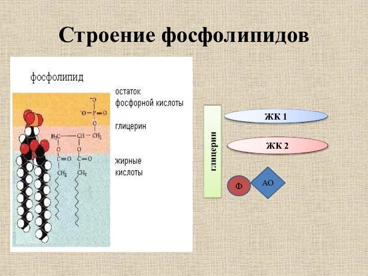 Строение фосфолипидов Ф АО