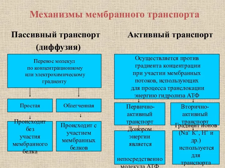 Механизмы мембранного транспорта Пассивный транспорт (диффузия) Активный транспорт Простая Облегченная