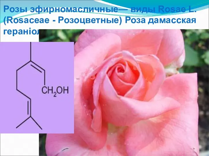 Розы эфирномасличные— виды Rosae L. (Rosaceae - Розоцветные) Роза дамасская гераніол