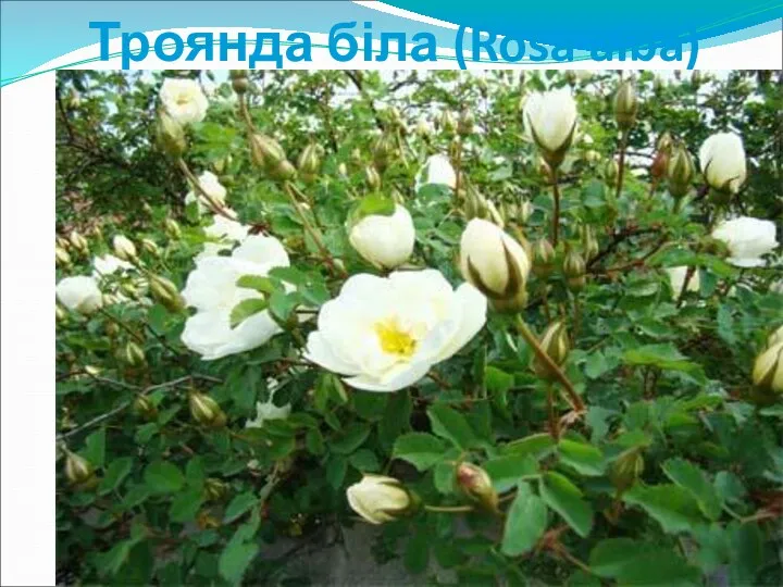 Троянда біла (Rosa alba)