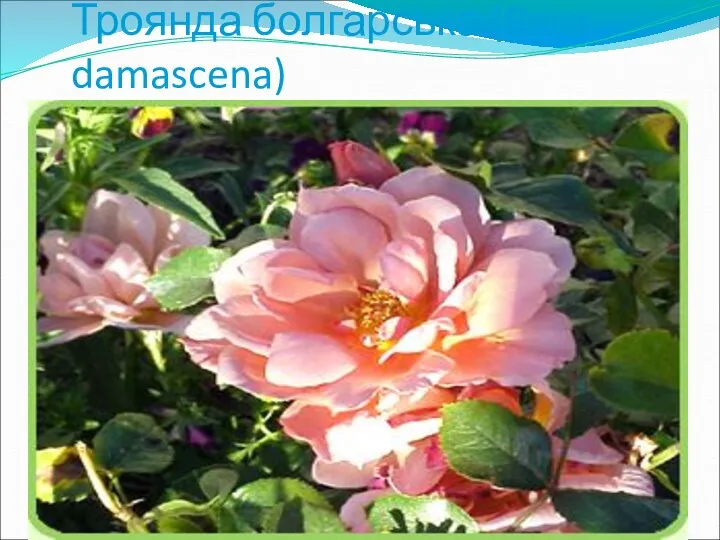 Троянда болгарська (Rosa damascena)
