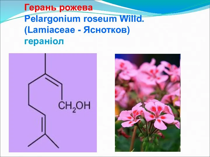 Герань рожева Pelargonium roseum Willd. (Lamiaceae - Яснотков) гераніол
