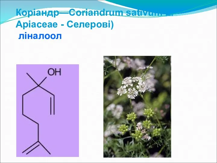 Коріандр—Coriandrum sativum L. Apiaceae - Селерові) ліналоол