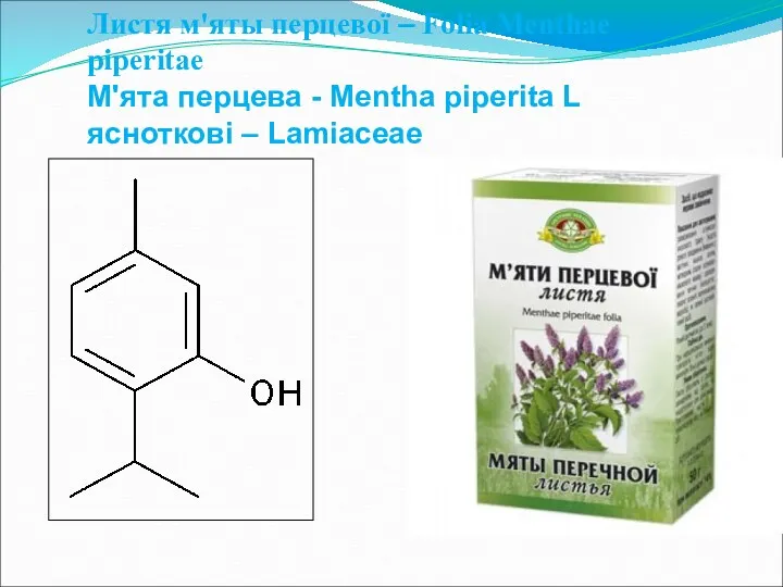 Листя м'яты перцевої – Folia Menthae piperitae М'ята перцева - Mentha piperita L ясноткові – Lamiaceae