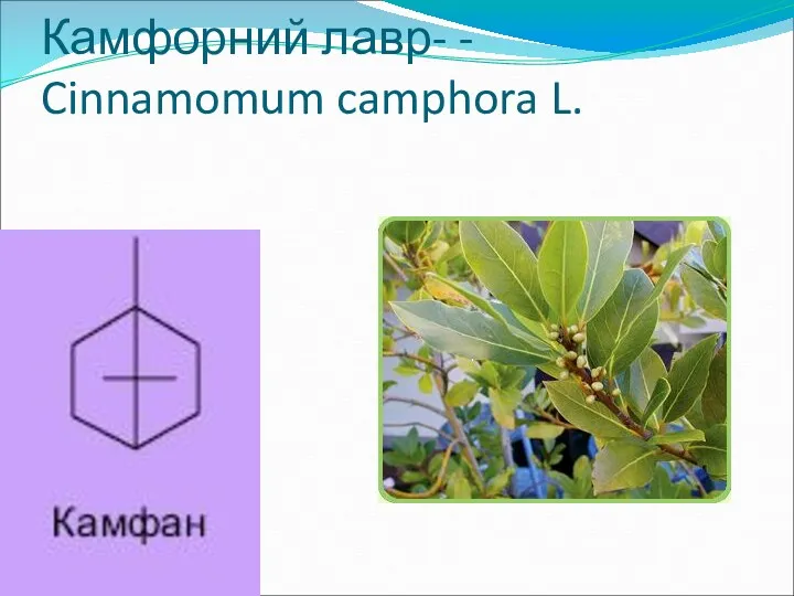Камфорний лавр- - Cinnamomum camphora L.