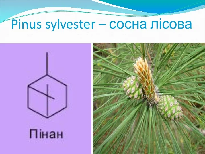 Pinus sylvester – сосна лісова