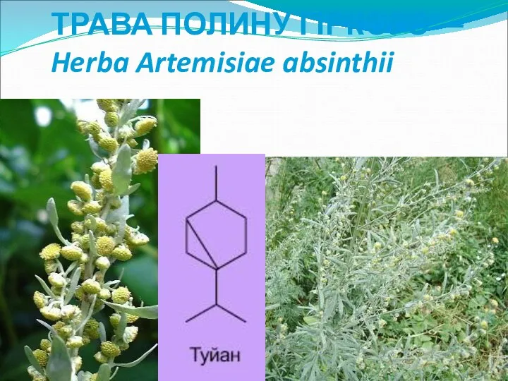 ТРАВА ПОЛИНУ ГІРКОГО — Herba Artemisiae absinthii