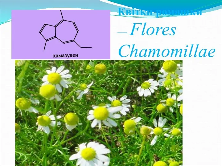 Квітки ромашки — Flores Chamomillae