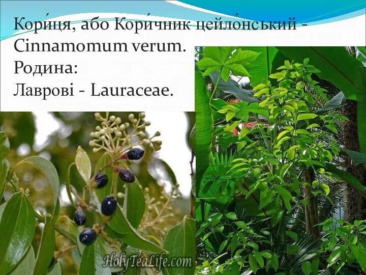 Кори́ця, або Кори́чник цейло́нський - Cinnamomum verum. Родина: Лаврові - Lauraceae.
