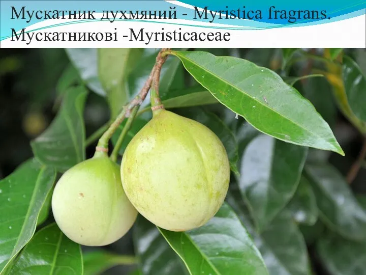 Мускатник духмяний - Myristica fragrans. Мускатникові -Myristicaceae