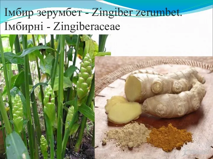 Імбир зерумбет - Zingiber zerumbet. Імбирні - Zingiberaceae