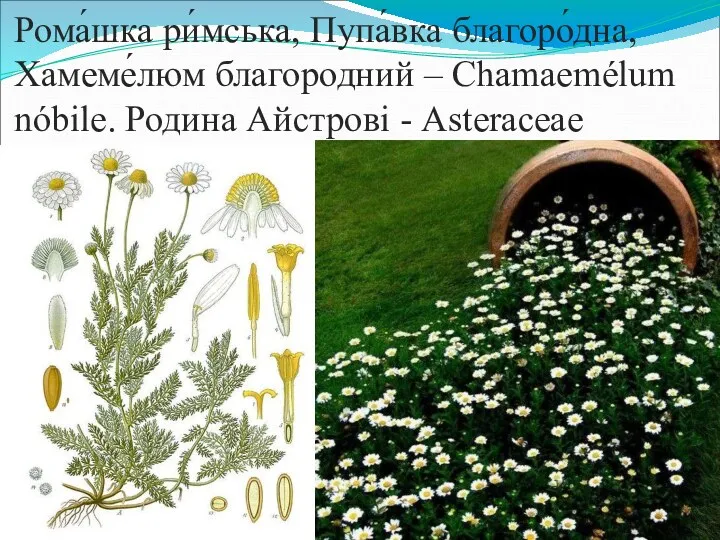 Рома́шка ри́мська, Пупа́вка благоро́дна, Хамеме́люм благородний – Chamaemélum nóbile. Родина Айстрові - Asteraceae