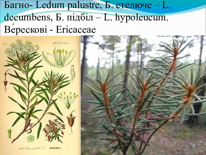 Багно- Ledum palustre, Б. стелюче – L. decumbens, Б. підбіл – L. hypoleucum. Ве́рескові - Ericaceae