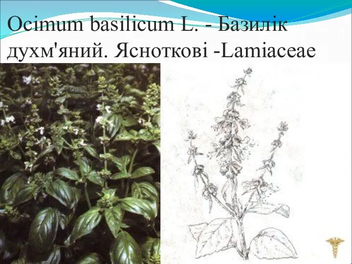 Ocimum basilicum L. - Базилік духм'яний. Ясноткові -Lamiaceae