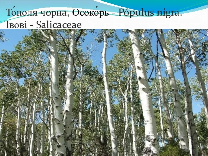 То́поля чорна, Осоко́рь - Pópulus nígra. Івові - Salicaceae