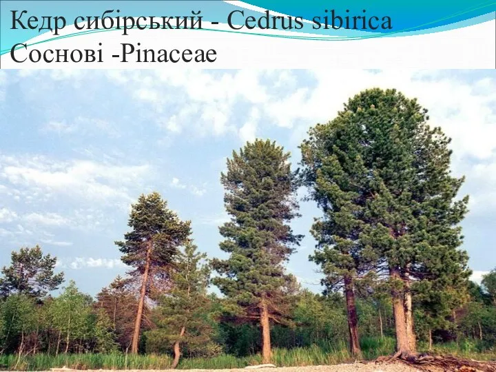 Кедр сибірський - Cedrus sibiricа Соснові -Pinaceae