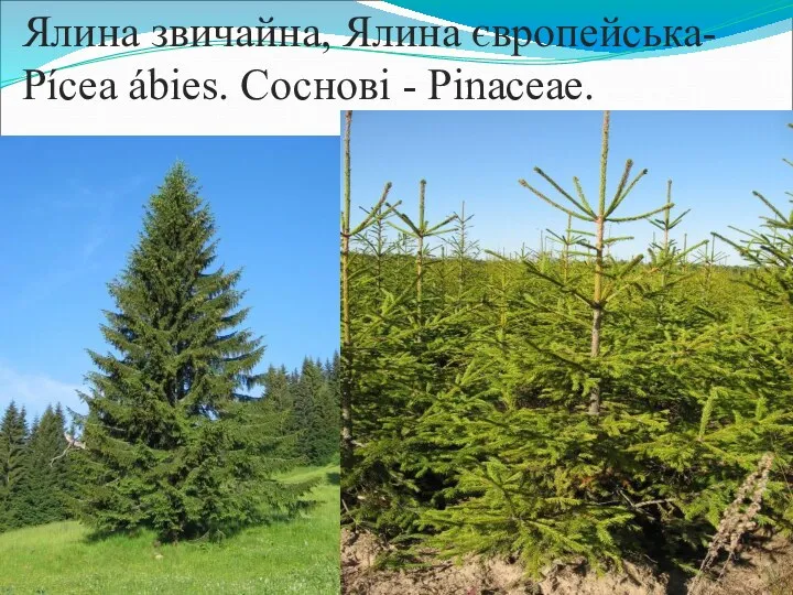Ялина звичайна, Ялина європейська- Pícea ábies. Соснові - Pinaceae.