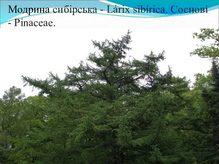 Модрина сибірська - Lárix sibírica. Соснові - Pinaceae.
