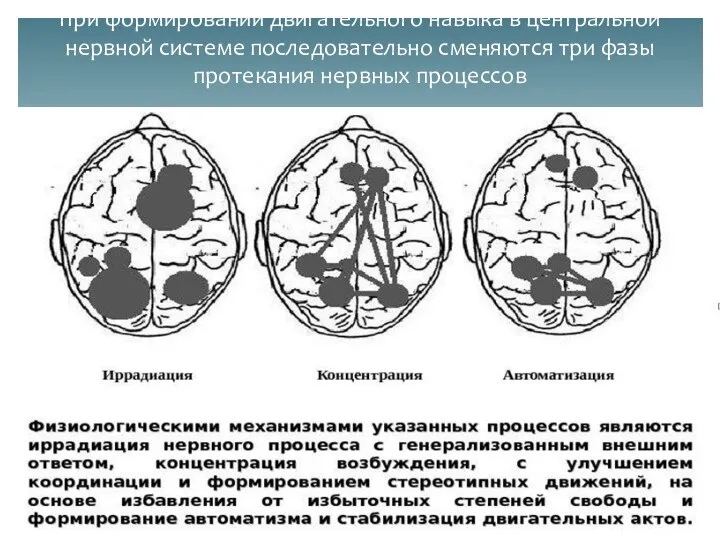 При формировании двигательного навыка в центральной нервной системе последовательно сменяются три фазы протекания нервных процессов