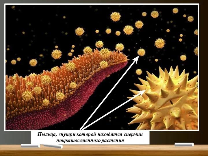 Пыльца, внутри которой находятся спермии покрытосеменного растения