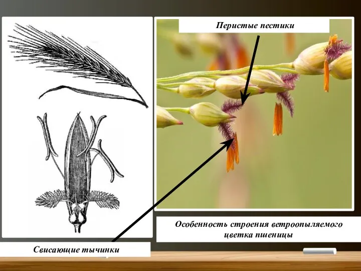 Особенность строения ветроопыляемого цветка пшеницы Свисающие тычинки Перистые пестики