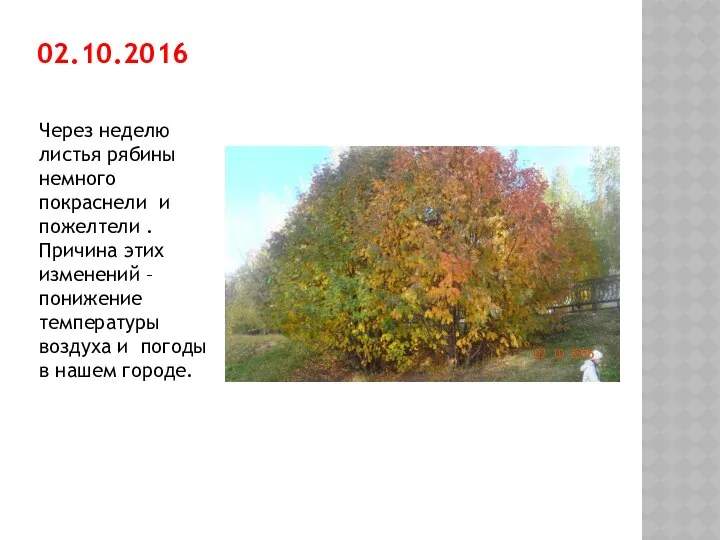 02.10.2016 Через неделю листья рябины немного покраснели и пожелтели .