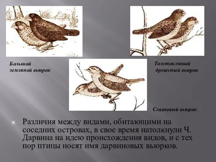 Различия между видами, обитающими на соседних островах, в свое время натолкнули Ч. Дарвина