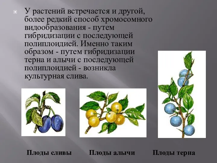 У растений встречается и другой, более редкий способ хромосомного видообразования - путем гибридизации