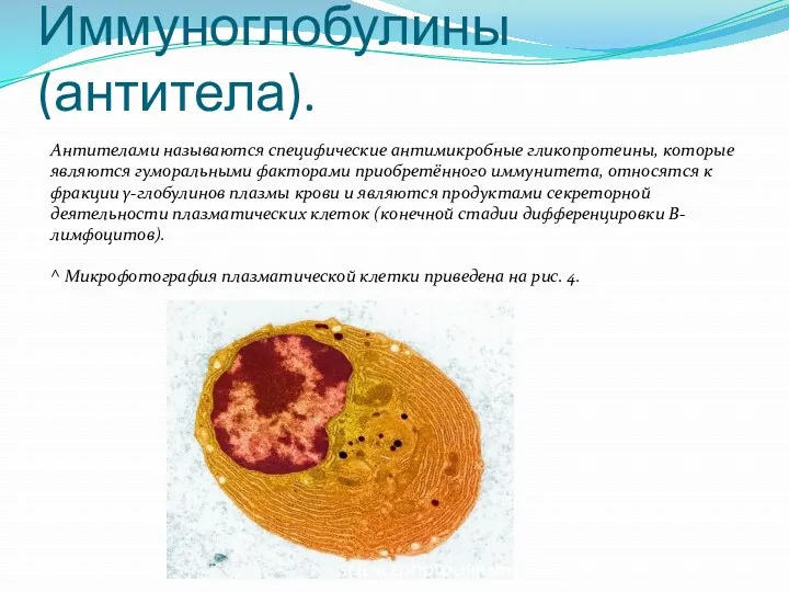 Антителами называются специфические антимикробные гликопротеины, которые являются гуморальными факторами приобретённого