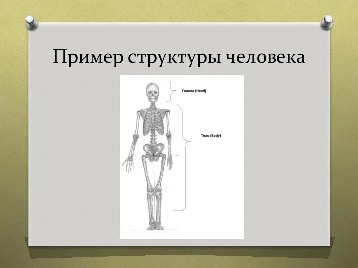 Пример структуры человека