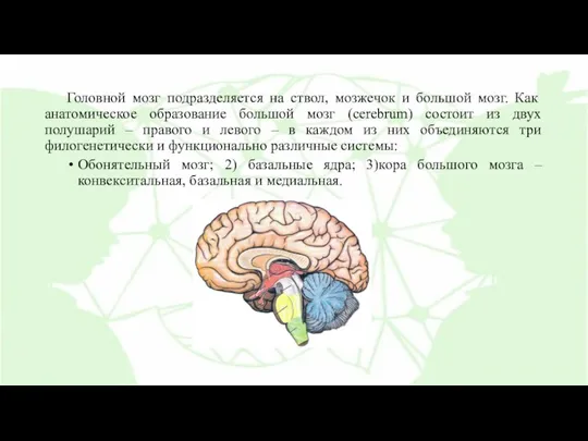 Головной мозг подразделяется на ствол, мозжечок и большой мозг. Как
