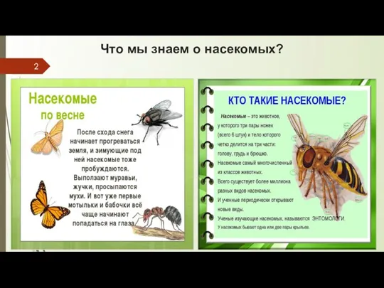 Что мы знаем о насекомых?