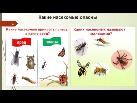 Какие насекомые опасны
