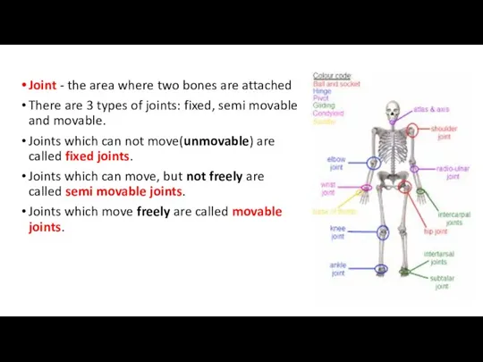 Joint - the area where two bones are attached There