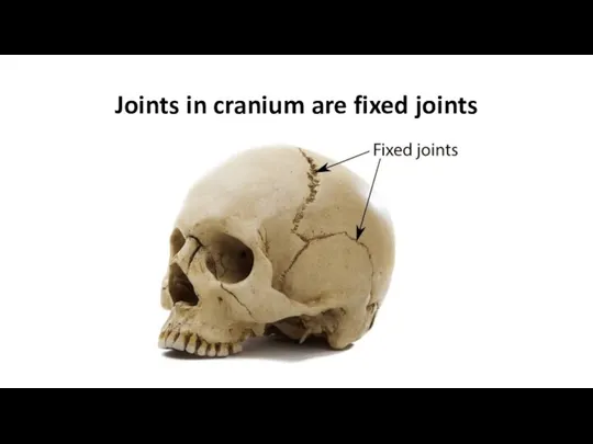 Joints in cranium are fixed joints