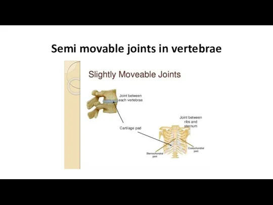 Semi movable joints in vertebrae