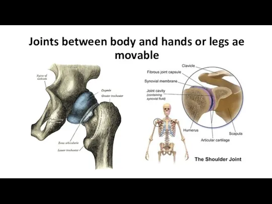 Joints between body and hands or legs ae movable