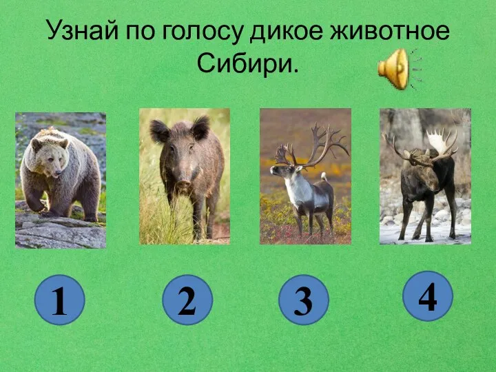 Узнай по голосу дикое животное Сибири. 1 2 3 4