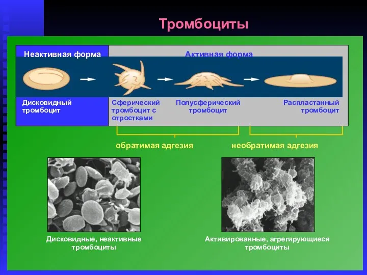 Тромбоциты Неактивная форма Активная форма Дисковидный тромбоцит Сферический тромбоцит с