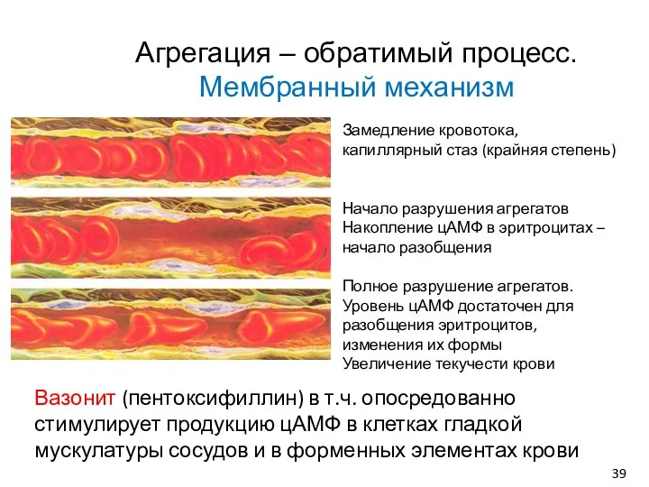 Агрегация – обратимый процесс. Мембранный механизм Замедление кровотока, капиллярный стаз