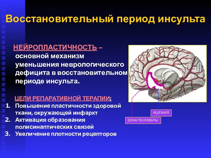 Восстановительный период инсульта НЕЙРОПЛАСТИЧНОСТЬ – основной механизм уменьшения неврологического дефицита